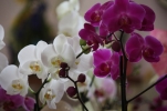 /uploads/thumb/thumb_20110311181125.jpg