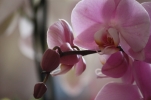 /uploads/thumb/thumb_20110311181148.jpg