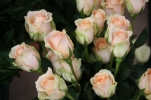 /uploads/thumb/thumb_20110311181223.jpg